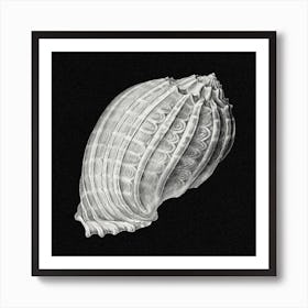 Vintage Shell 2, Ernst Haeckel Art Print