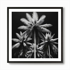 Black And White Palm Trees Art Print