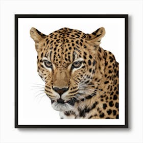Leopard, Ursidae Art Print