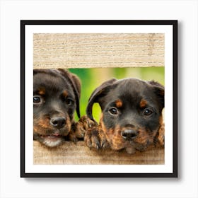 Two Rottweiler Puppies Poster