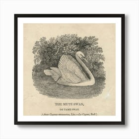 Swan 16 3 Art Print