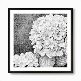 Hydrangea Art Print