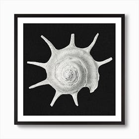 Vintage Shell 1, Ernst Haeckel Art Print