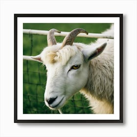 Goat photo Art Print