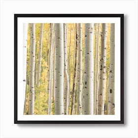 Birch Tree Forest Square Art Print