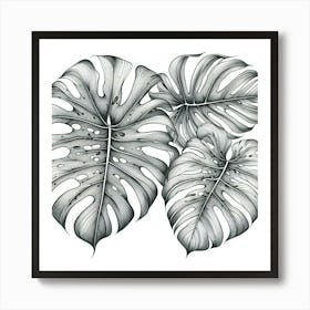 Line Art monstera leaves 2 Art Print