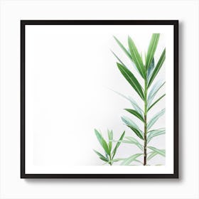 Green Plant Isolated On White Background Art Print