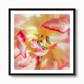 Close Up Tulip Art Print
