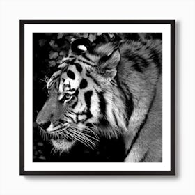 Tiger Art Print