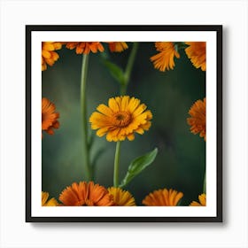 Orange Calendula Flowers Art Print