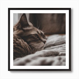 Cat Laying On A Blanket Art Print