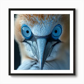 Blue Eyed Gannet Art Print