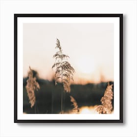 Lake Grass Sunset Square Art Print