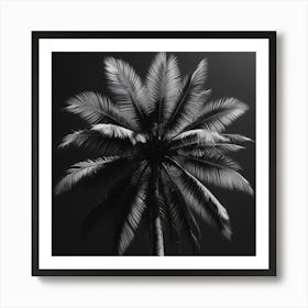 Black And White Palm Tree 1 Art Print