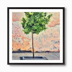 Small Orange Tree Of Granada Square Art Print