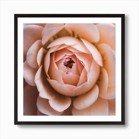 Peach Rose Art Print