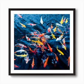 Koi Carp Art Print