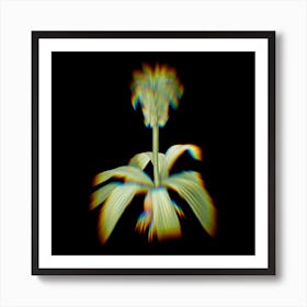 Prism Shift Eucomis Regia Botanical Illustration on Black n.0307 Art Print