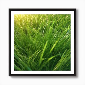 Green Grass In The Sun Art Print