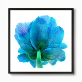 The Blue Tulip  Botanical  Art Print Poster