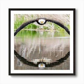 Bald Eagle Art Print