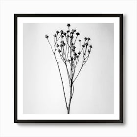 Black And White Flower Art Print