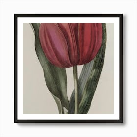 Tulip 2 Art Print