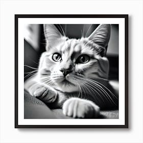 Black And White Cat 16 Art Print