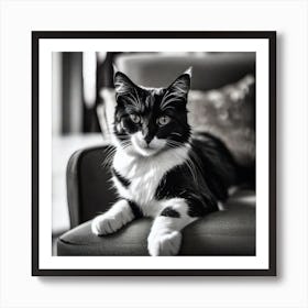 Black And White Cat 26 Art Print