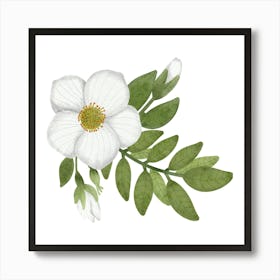 Cherokee rose and green leaves Art Print