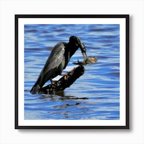  Anhinga  Bird with  Fish Art Print