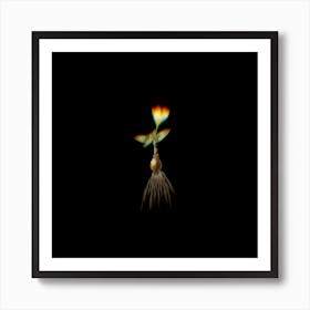 Prism Shift Cape Tulip a Botanical Illustration on Black n.0149 Art Print