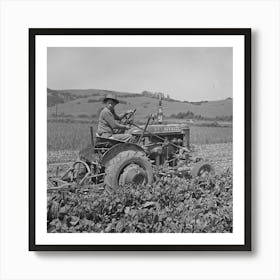 San Benito County, California, Japanese Americans Operating Spinach Harvester While They Wait For Final Art Print