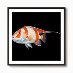 It's a vibrant fish with striking red and white stripes 4 Art Print