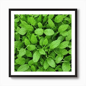 Close Up Of Mint Leaves Art Print