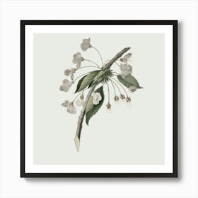 Apple Blossoms 3 Art Print