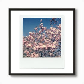 Polaroid Cherry Blossom 06 Art Print