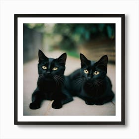 Black cats Art Print