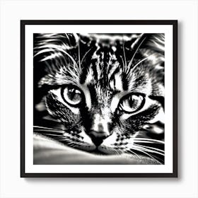 Black And White Cat 9 Art Print