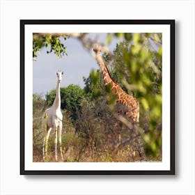 Giraffe in the bush Art Print