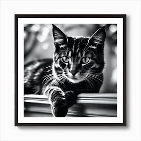 Black And White Cat 29 Art Print