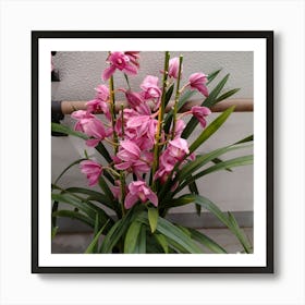 Pink Orchids 13 Art Print