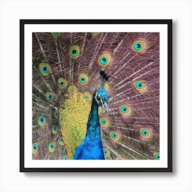 Proud as a purple peacock Art Print