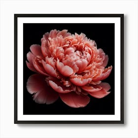 Coral Peony on Black Background Art Print