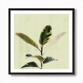 Ficus Plant Green Leaves Art Print