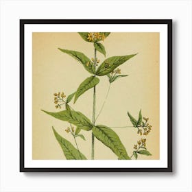 Echinacea Art Print