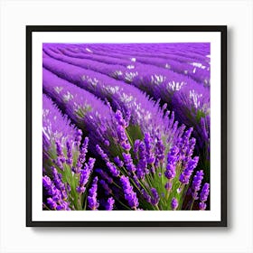 Lavender Field 6 Art Print