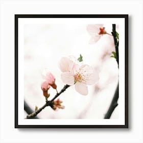 Cherry Blossoms 26 Art Print