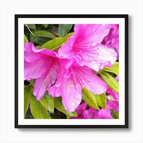 Pink Azaleas 40 Art Print