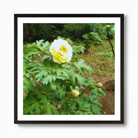 Peony in Japan 22 Art Print